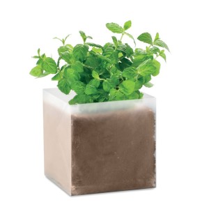 Menta ltetszett, Bzs